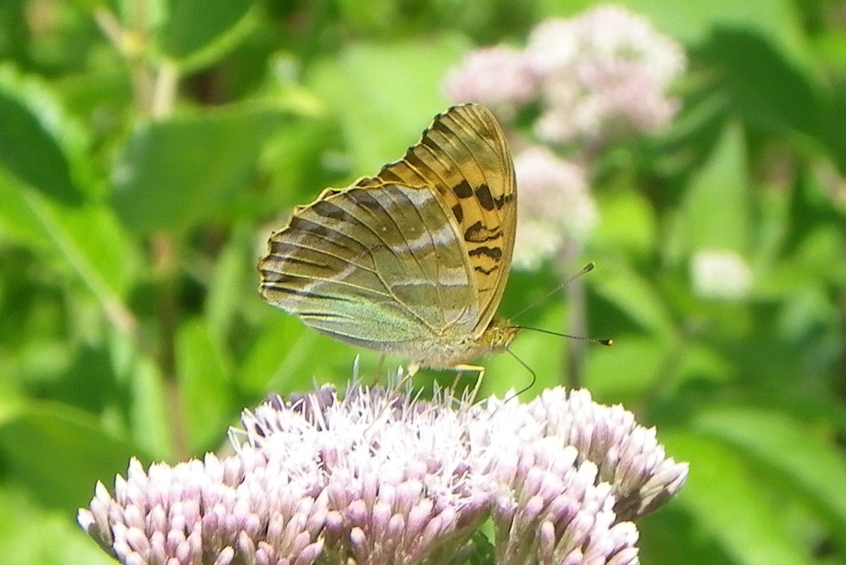 Silver-washed Fritillary on Hemp